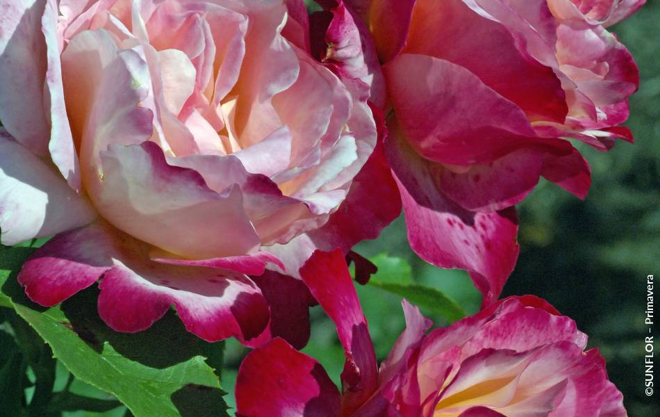 ©SUNFLOR – Primavera